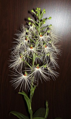 Habenaria myriotricha (8).jpg
