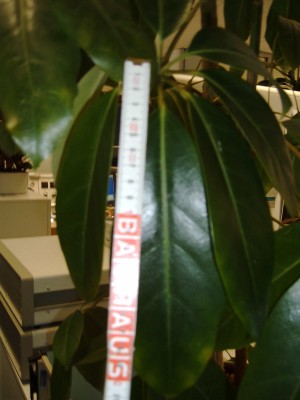 Schefflera_Blatt_1376.jpg