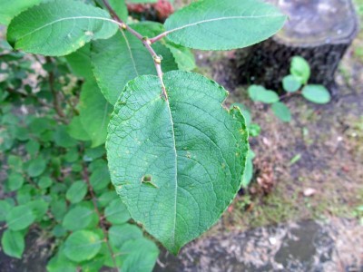 K800_IMG_0038.JPG