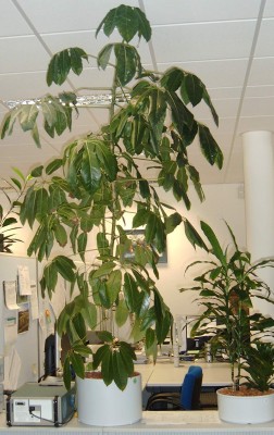 Schefflera_actinophylla_1373.jpg