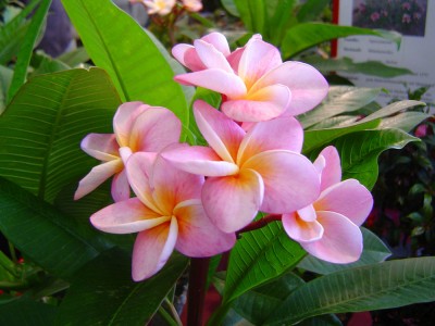 Plumeria.jpg