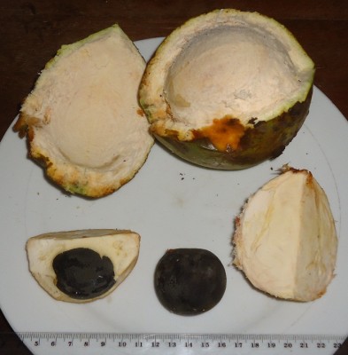 1. Unbekannte Frucht, DSC08349.JPG