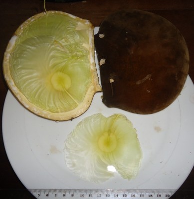 2. Unbekannte Frucht, Canalon, DSC08361.JPG
