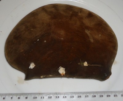 2. Unbekannte Frucht, Canalon, DSC08356.JPG