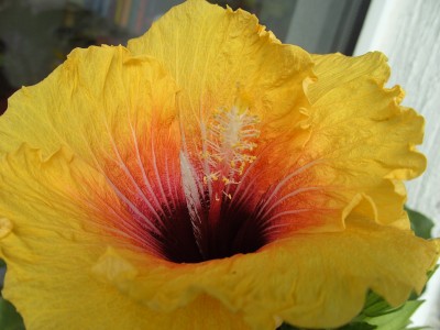 Chinatown 2. Blüte (1).JPG