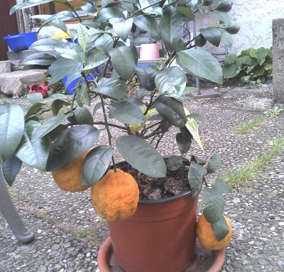2011-08-29 11.39.45_crop.jpg