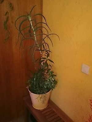..Aloe.......JPG