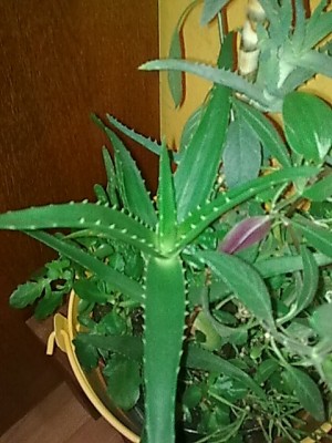 ..Aloe...JPG