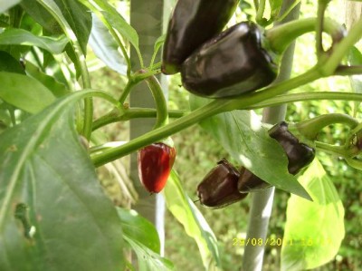 Chilis CB.jpg