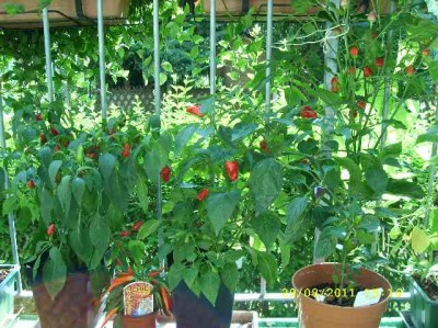 Chilis.jpg