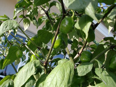 Capsicum pubescens 15.jpg