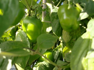 Capsicum pubescens 14.jpg