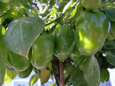 Capsicum pubescens 13.jpg