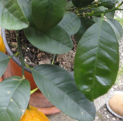 DSC01294_crop_crop.jpg