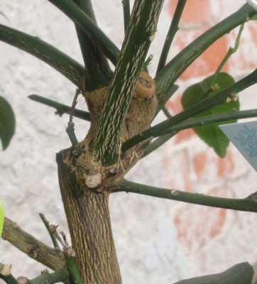 DSC01295_crop_crop.jpg
