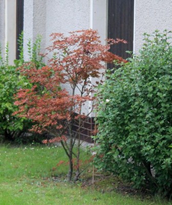 faecherahorn.jpg