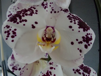 Phalaenopsis Hybride #3-2.jpg