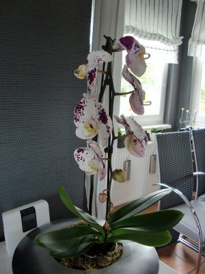 Phalaenopsis Hybride #3-1.jpg