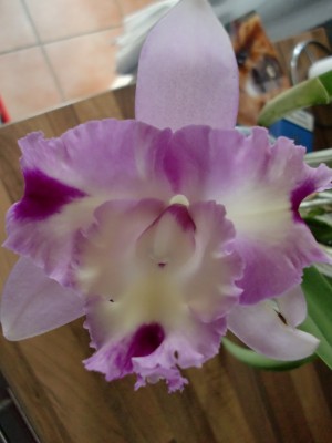 Cattleya Hybride 1-17.jpg