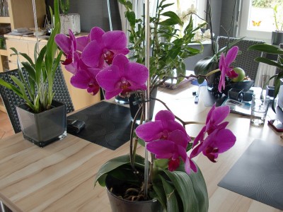 Phalaenopsis Hybride #2-31.jpg