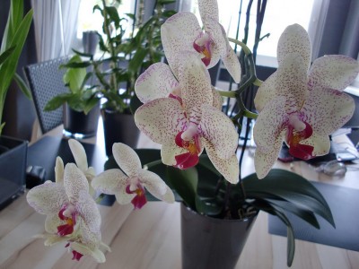 Phalaenopsis Hybride #1-24.jpg