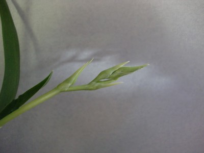 Beallara Peggy Ruth Carpenter 22.jpg