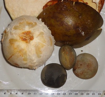 1. Unbekannte Frucht, DSC08367.JPG