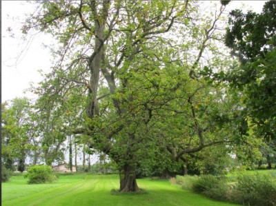 alter baum.jpg