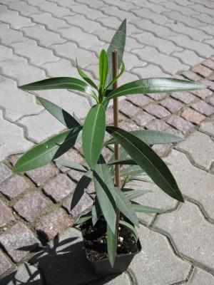 Wichtel Oleander ganz_1391.jpg
