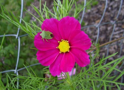 PIC_0003.JPG