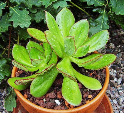 Echeveria nodulosa 2010-278 (2).jpg