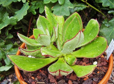 Echeveria nodulosa 2010-236 (2).jpg