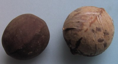 Kuckucks-Samen.JPG