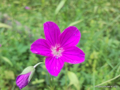 SNC01371.JPG
