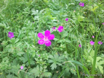 SNC01368.JPG
