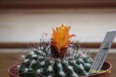 Parodia-mairanana.jpg