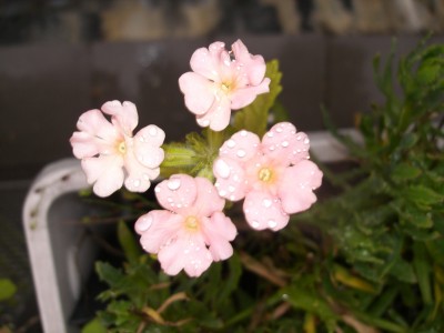 CIMG0428.JPG
