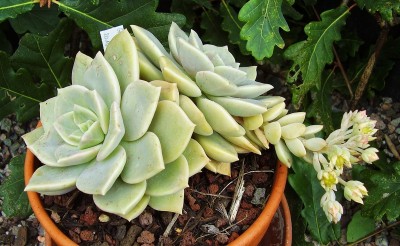 Graptoveria 2010-202 (3).jpg