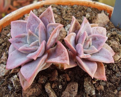 Graptoveria 2010-202 (2).jpg