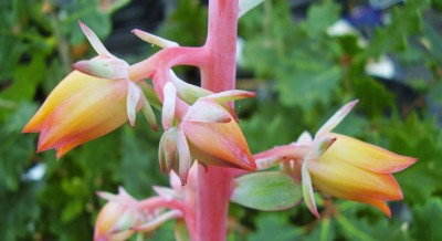Echeveria subrigida 2006-51 (11).jpg