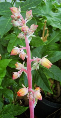 Echeveria subrigida 2006-51 (10).jpg