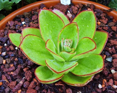 Echeveria subrigida 2006-51 (9).jpg