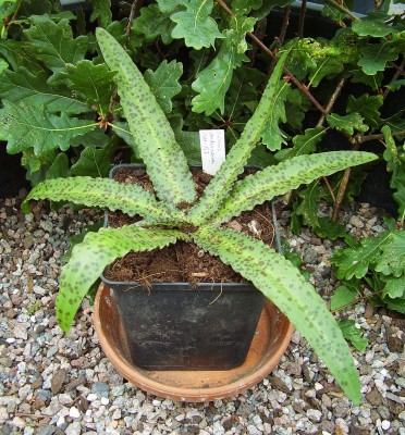 Eucomis vandermerwei (1).jpg