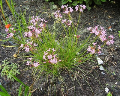 Nerine masonorum (7).jpg