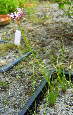 Nerine masonorum (3).jpg
