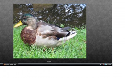 Ente.jpg