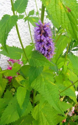 Größenänderung 100D5404.jpg