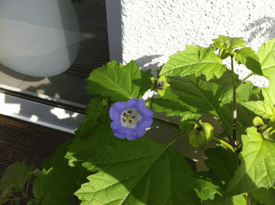 IMG_1456_neu.gif