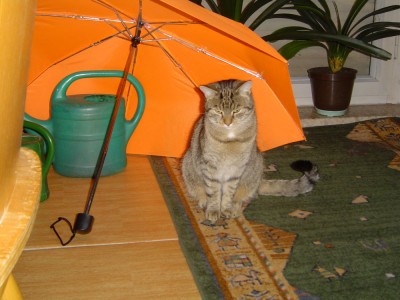 Katze unterm Schirm.jpg