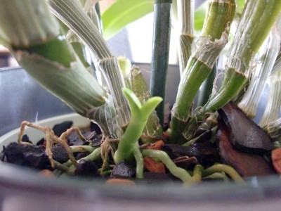 Dendrob nobile star class #1-31.jpg